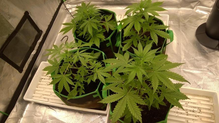 AK-47 Extreme Auto. Week 4 - Day 33