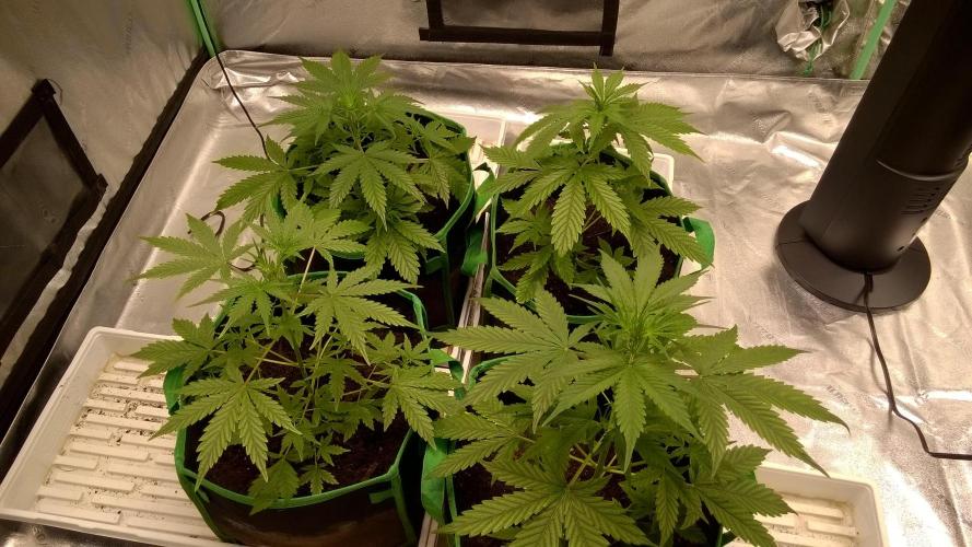 AK-47 Extreme Auto. Week 4 - Day 34