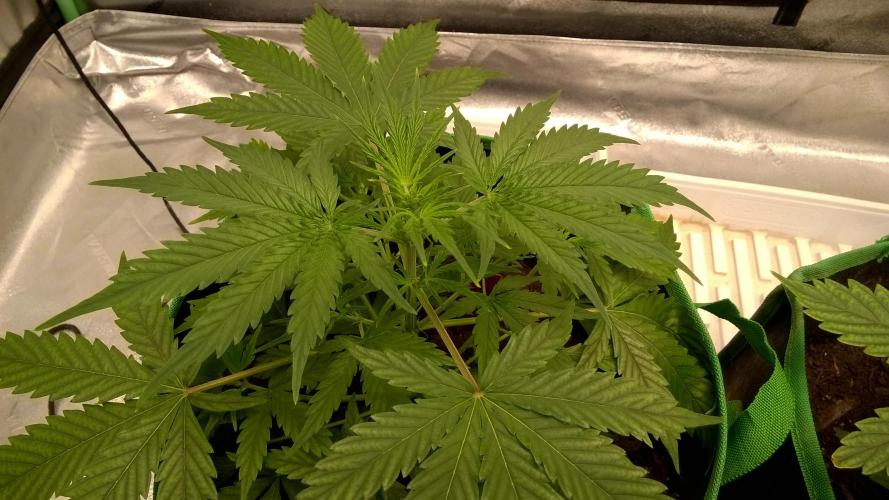 AK-47 Extreme Auto. Week 4 - Day 34