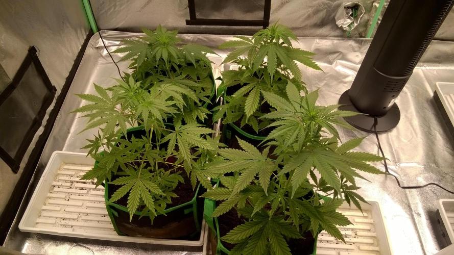 AK-47 Extreme Auto. Week 5 - Day 37