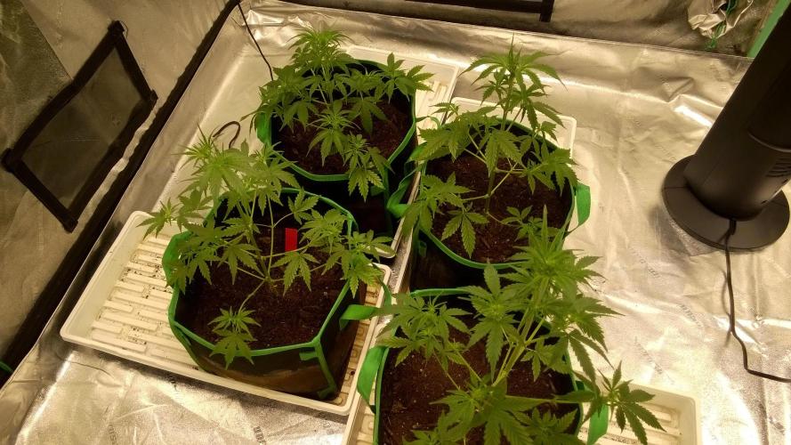 AK-47 Extreme Auto. Week 5 - Day 37