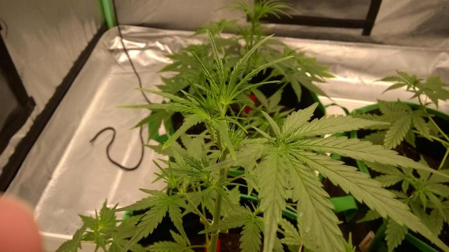 AK-47 Extreme Auto. Week 5 - Day 37