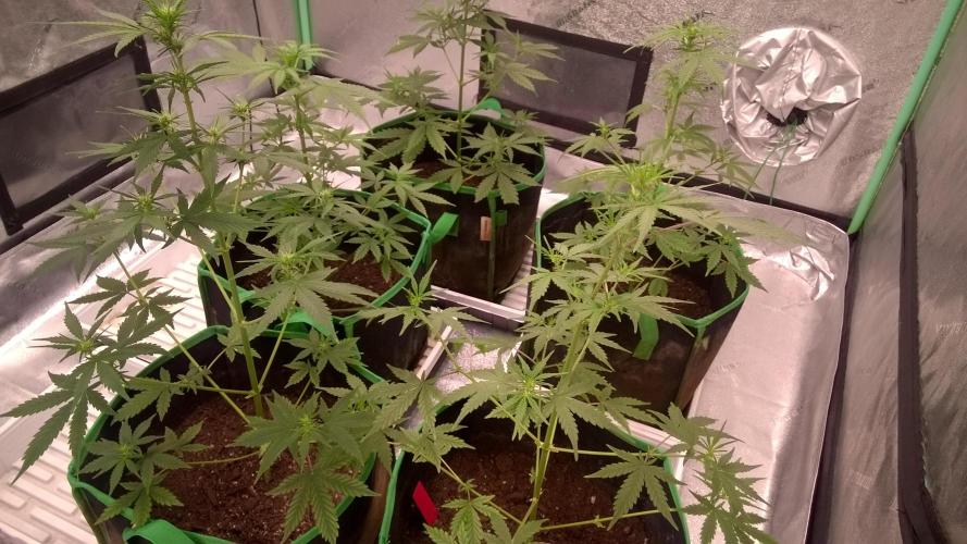 AK-47 Extreme Auto. Week 5 - Day 40