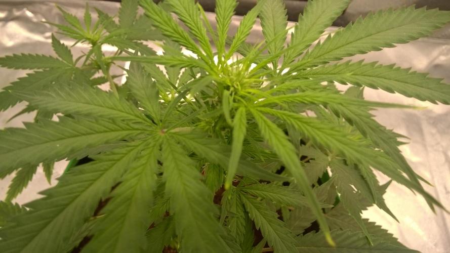 AK-47 Extreme Auto. Week 5 - Day 40