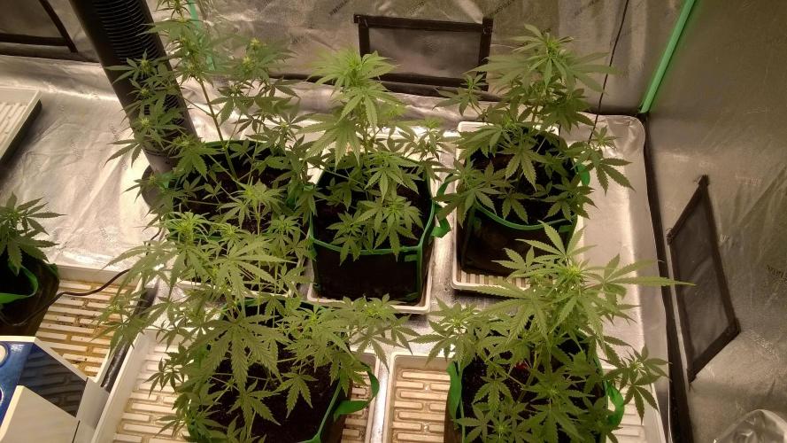 AK-47 Extreme Auto. Week 6 - Day 43