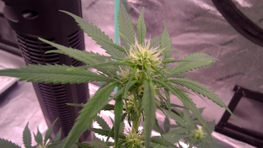 AK-47 Extreme Auto. Week 6 - Day 43