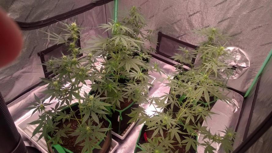 AK-47 Extreme Auto. Week 6 - Day 46