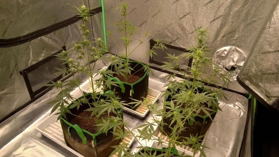 AK-47 Extreme Auto. Week 6 - Day 46