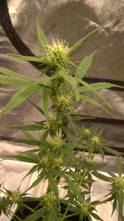 AK-47 Extreme Auto. Week 6 - Day 46