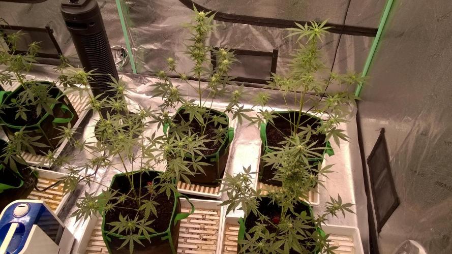 AK-47 Extreme Auto. Week 6 - Day 49