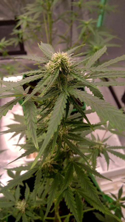 AK-47 Extreme Auto. Week 6 - Day 49