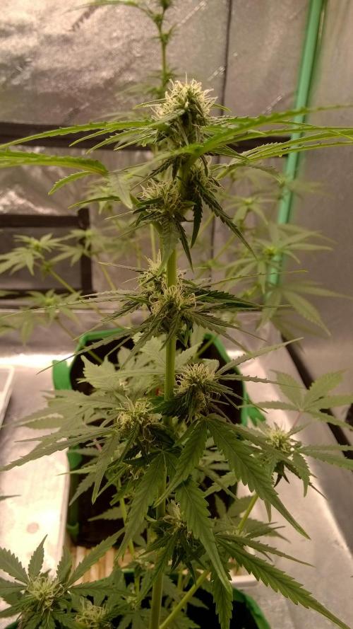 AK-47 Extreme Auto. Week 6 - Day 49