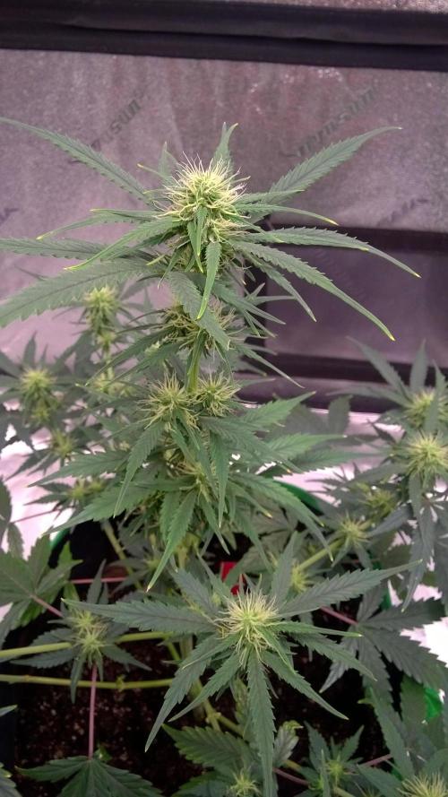 AK-47 Extreme Auto. Week 7 - Day 51