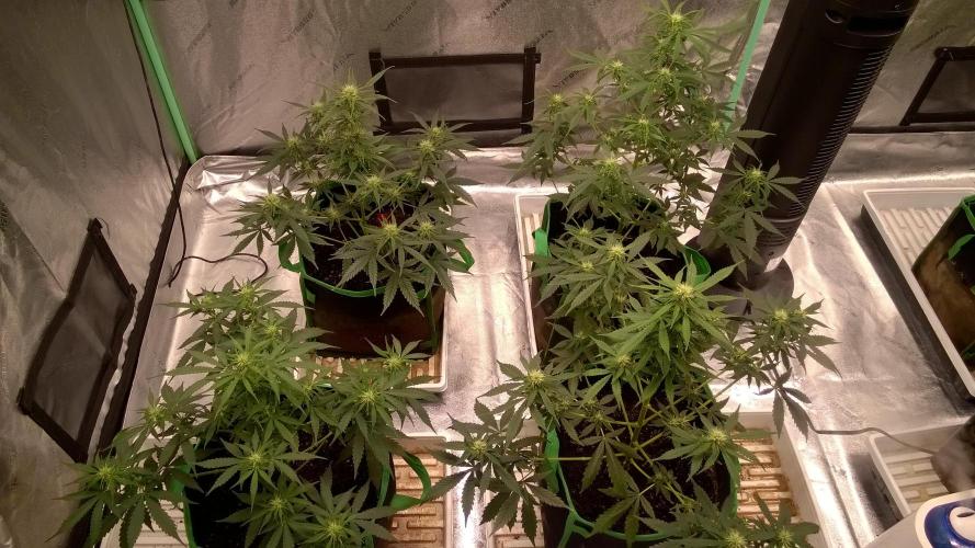 AK-47 Extreme Auto. Week 7 - Day 53