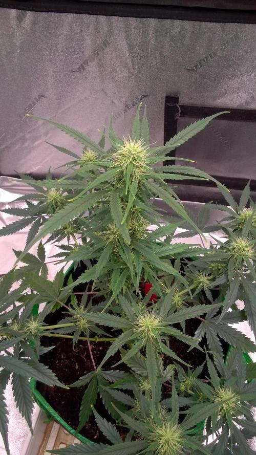 AK-47 Extreme Auto. Week 7 - Day 53