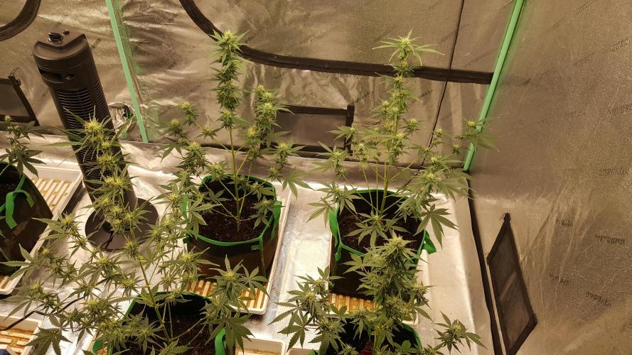 AK-47 Extreme Auto. Week 7 - Day 56