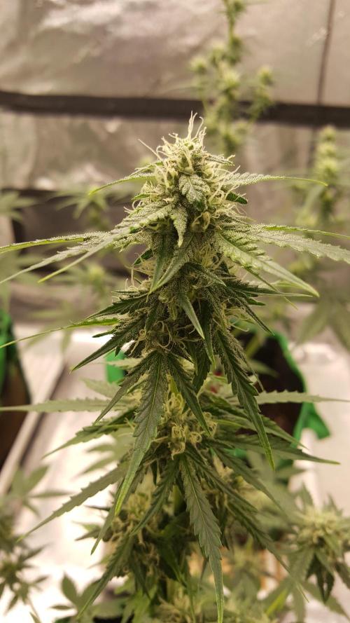 AK-47 Extreme Auto. Week 7 - Day 56