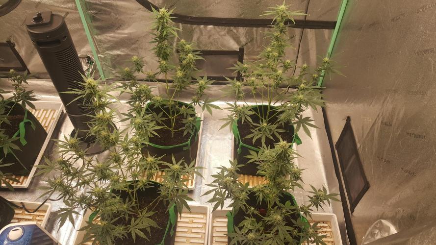 AK-47 Extreme Auto. Week 8 - Day 58