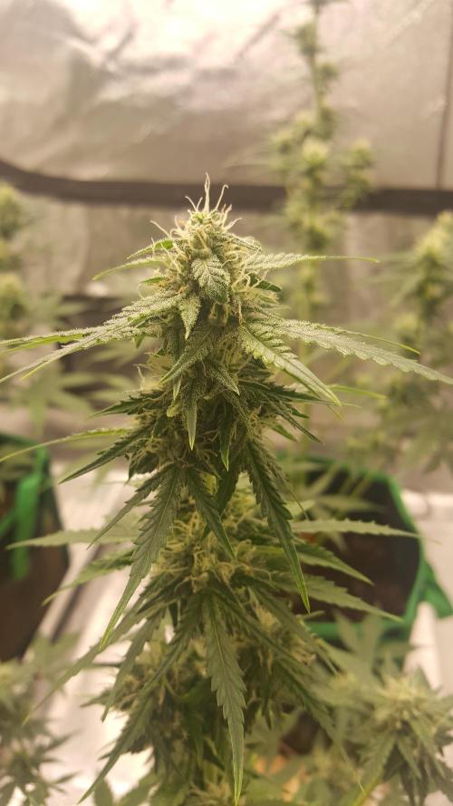 AK-47 Extreme Auto. Week 8 - Day 58