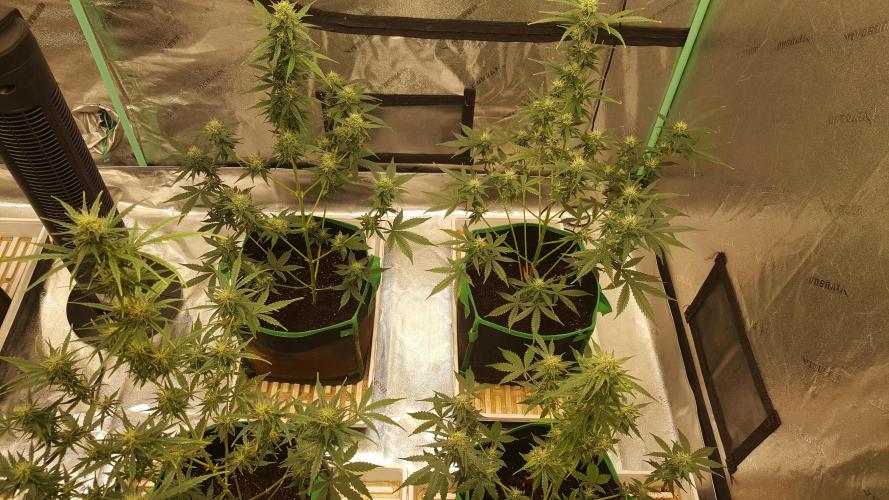 AK-47 Extreme Auto. Week 8 - Day 60