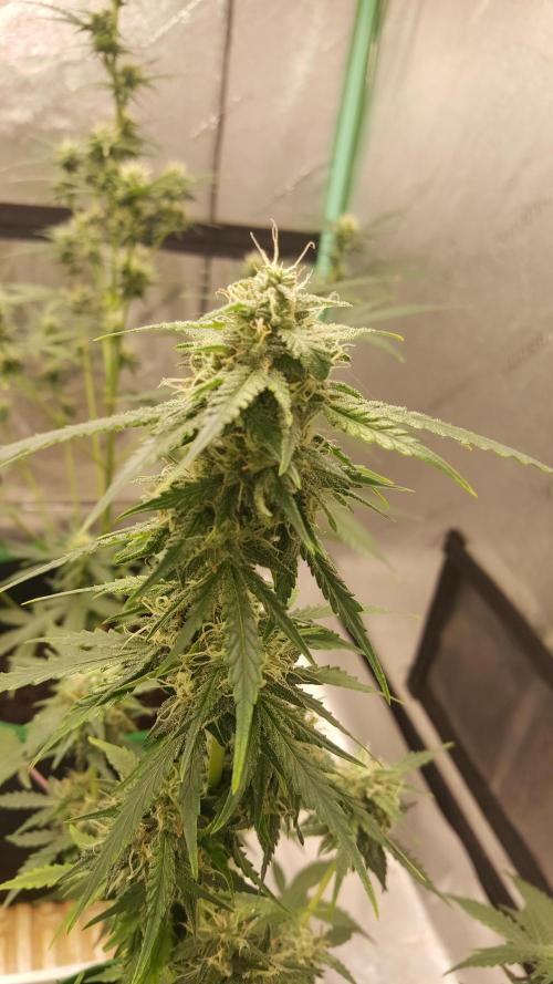 AK-47 Extreme Auto. Week 8 - Day 60