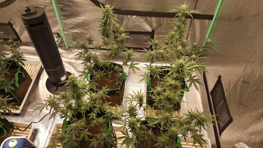 AK-47 Extreme Auto. Week 8 - Day 63