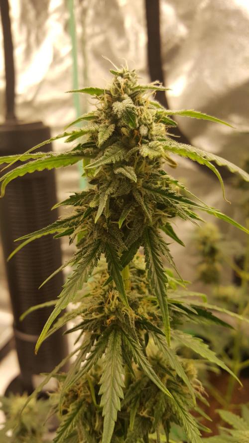 AK-47 Extreme Auto. Week 8 - Day 63