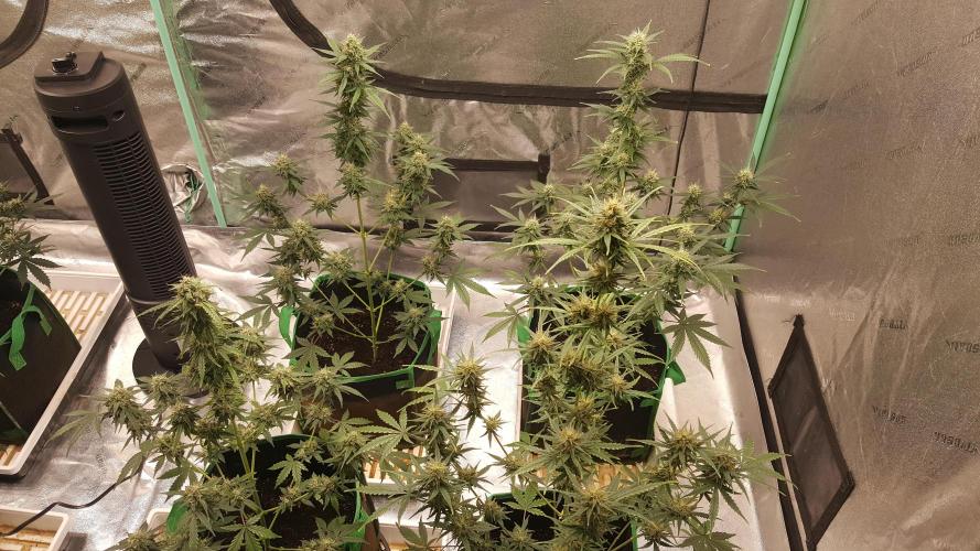 AK-47 Extreme Auto. Week 9 - Day 66