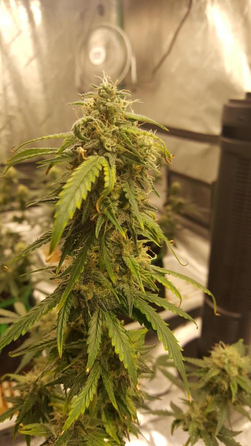 AK-47 Extreme Auto. Week 9 - Day 66