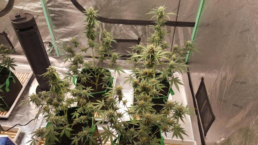 AK-47 Extreme Auto. Week 9 - Day 68