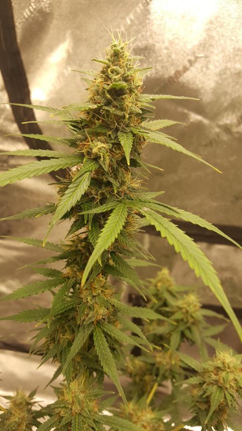 AK-47 Extreme Auto. Week 9 - Day 68