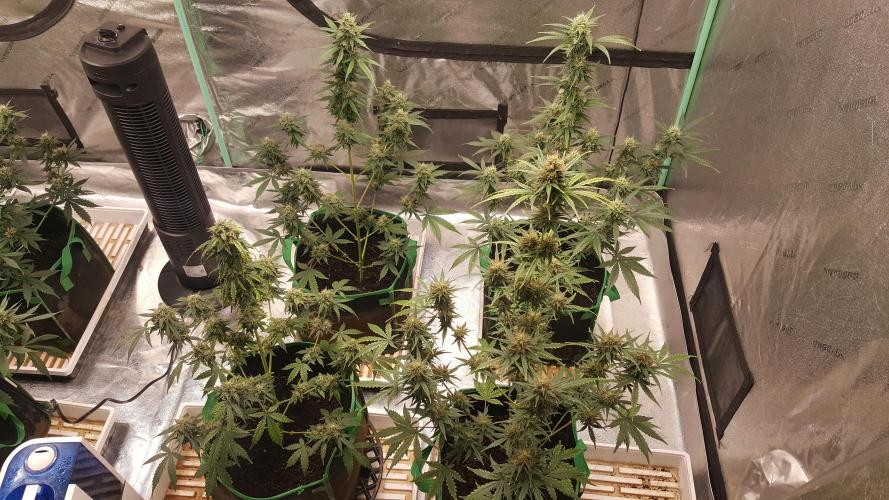 AK-47 Extreme Auto. Week 9 - Day 70