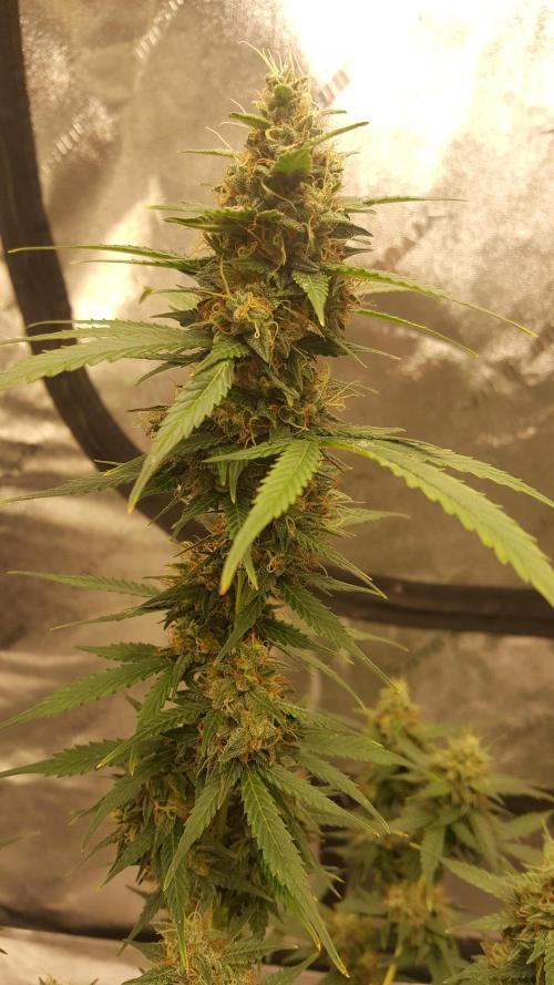 AK-47 Extreme Auto. Week 9 - Day 70