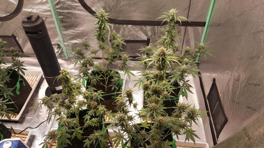 AK-47 Extreme Auto. Week 10 - Day 73