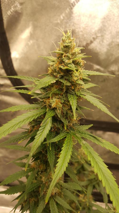 AK-47 Extreme Auto. Week 10 - Day 73