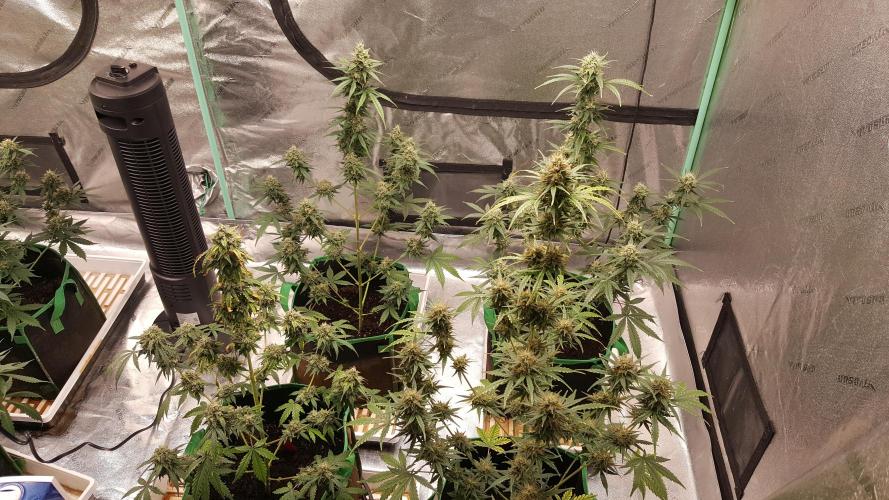 AK-47 Extreme Auto. Week 10 - Day 75