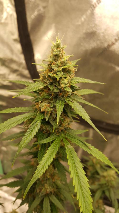 AK-47 Extreme Auto. Week 10 - Day 75