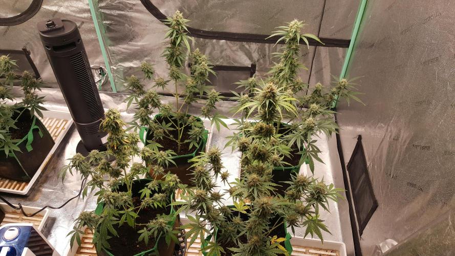 AK-47 Extreme Auto. Week 10 - Day 77