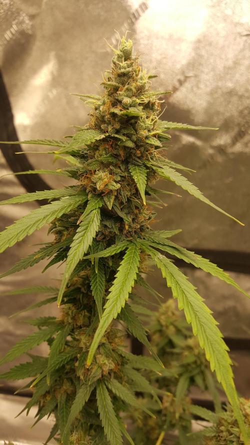 AK-47 Extreme Auto. Week 10 - Day 77