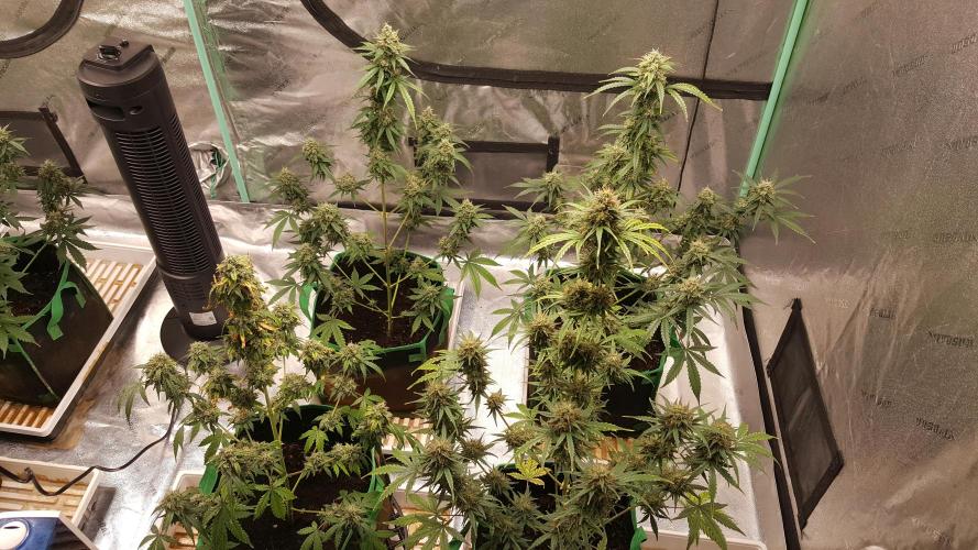 AK-47 Extreme Auto. Week 11 - Day 79