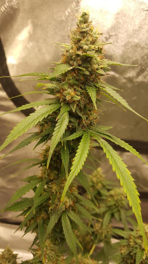 AK-47 Extreme Auto. Week 11 - Day 79