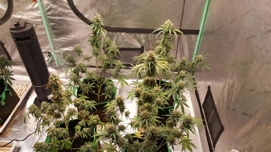 AK-47 Extreme Auto. Week 11 - Day 81