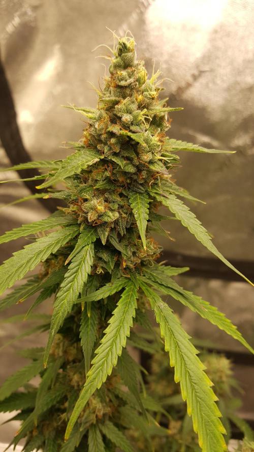 AK-47 Extreme Auto. Week 11 - Day 81