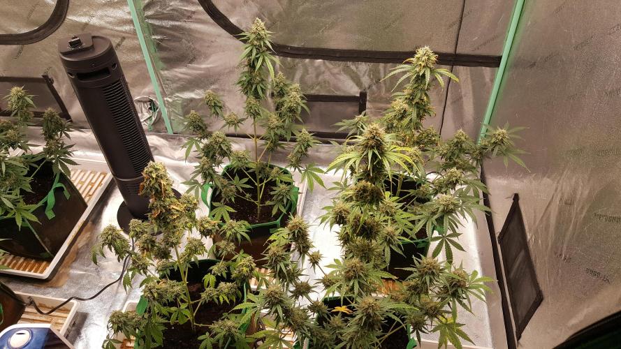 AK-47 Extreme Auto. Week 11 - Day 83