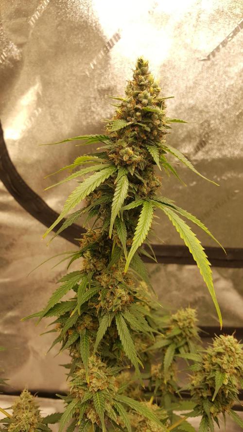 AK-47 Extreme Auto. Week 11 - Day 83