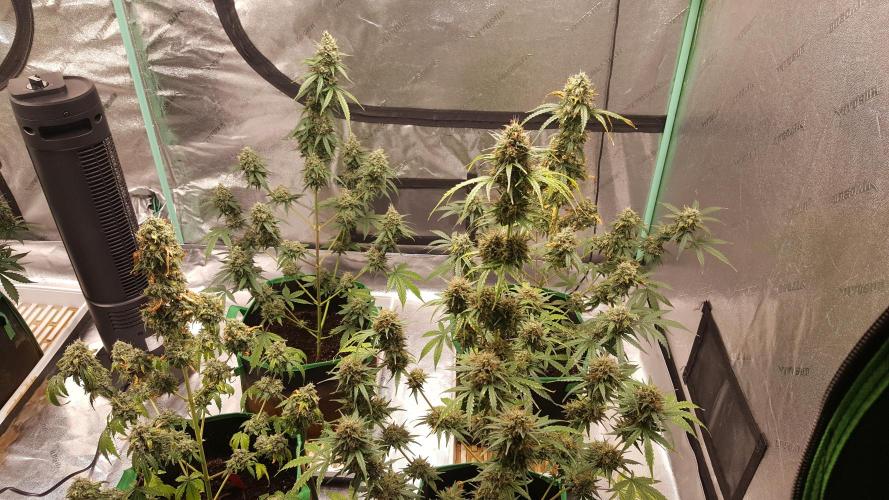 AK-47 Extreme Auto. Week 12 - Day 85