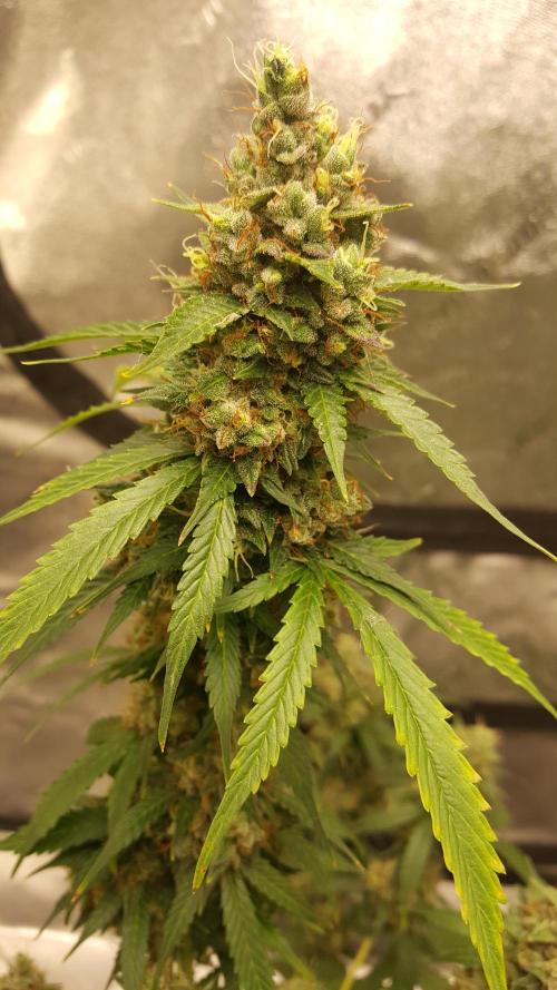 AK-47 Extreme Auto. Week 12 - Day 85