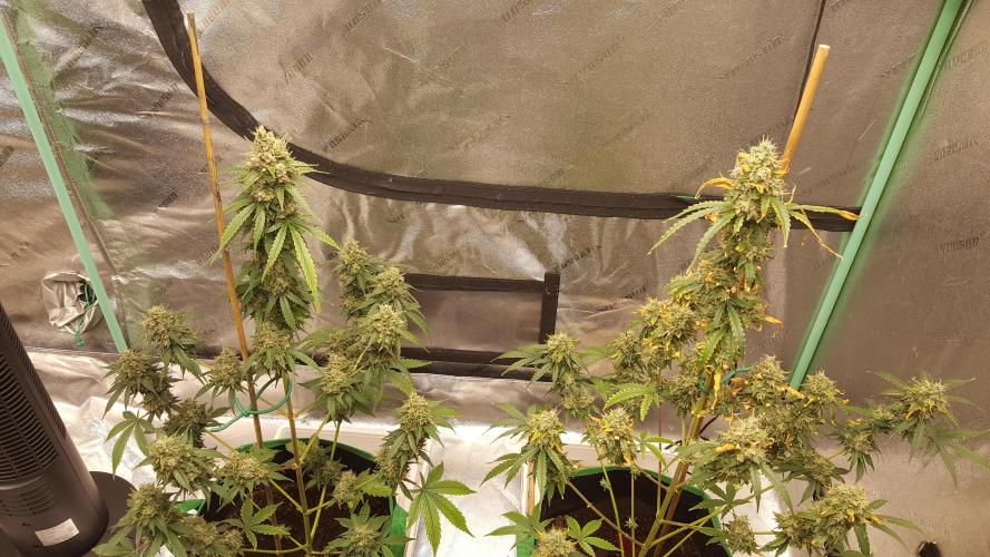 AK-47 Extreme Auto. Week 12 - Day 86