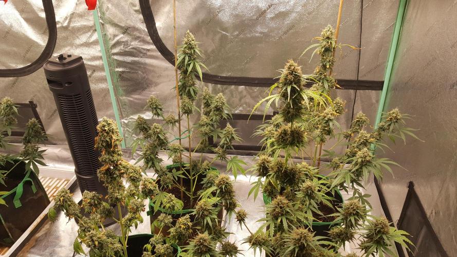 AK-47 Extreme Auto. Week 12 - Day 87