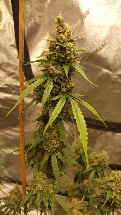 AK-47 Extreme Auto. Week 12 - Day 87